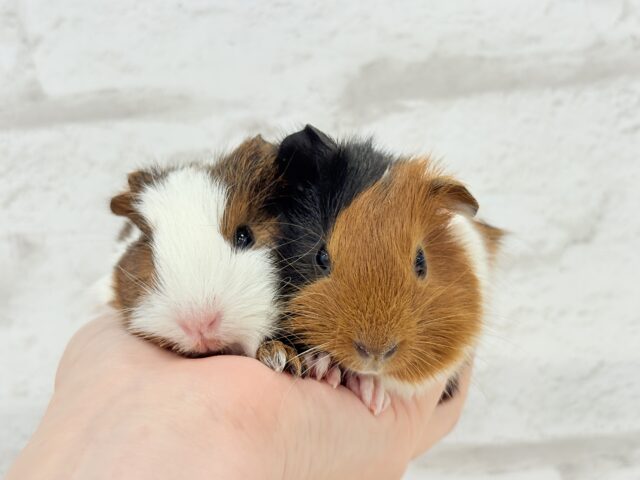 イングリッシュモルモット