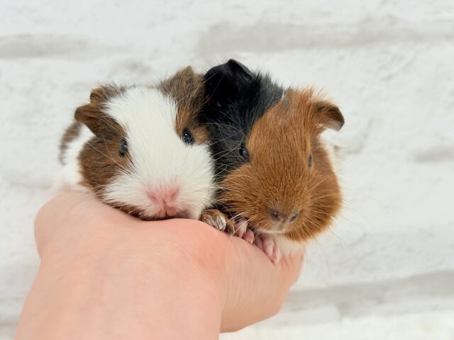 イングリッシュモルモット