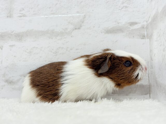 イングリッシュモルモット