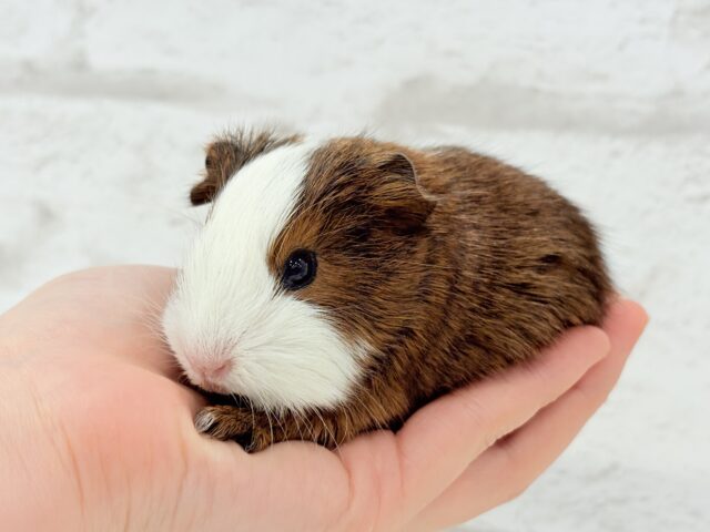 イングリッシュモルモット