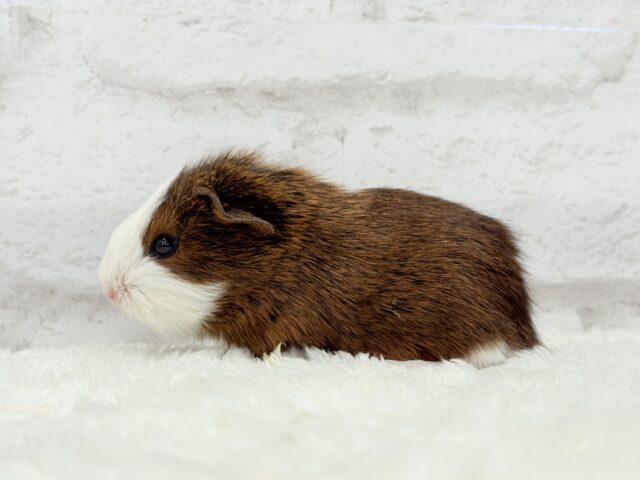 イングリッシュモルモット