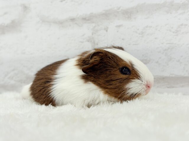 イングリッシュモルモット