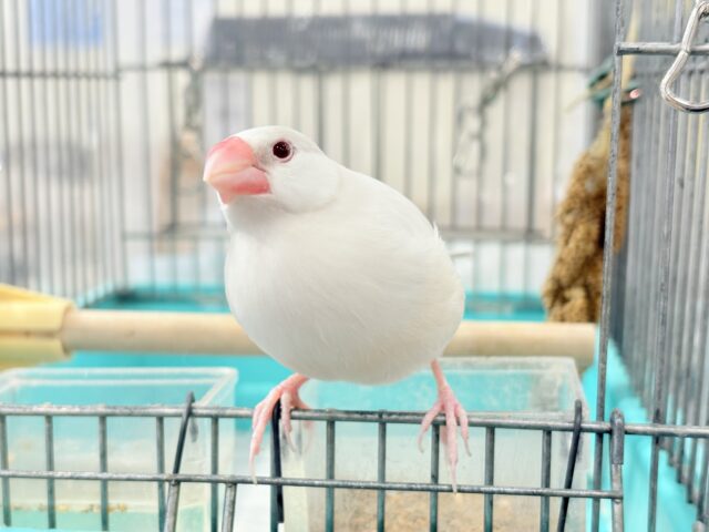 シルバーイノ文鳥