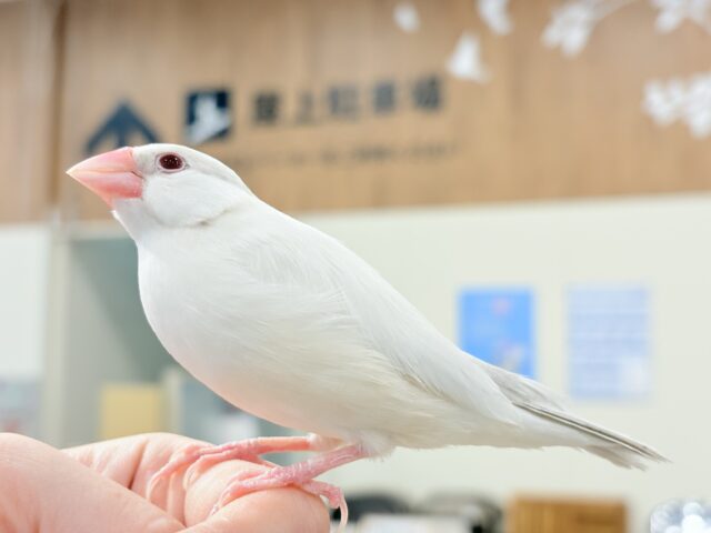 シルバーイノ文鳥
