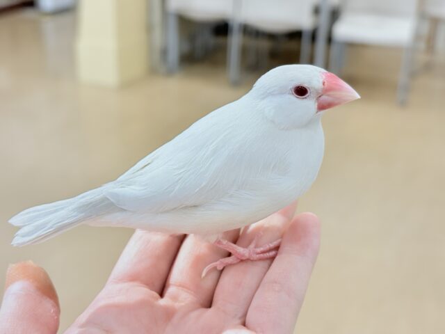 シルバーイノ文鳥