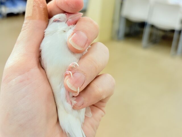 シルバーイノ文鳥