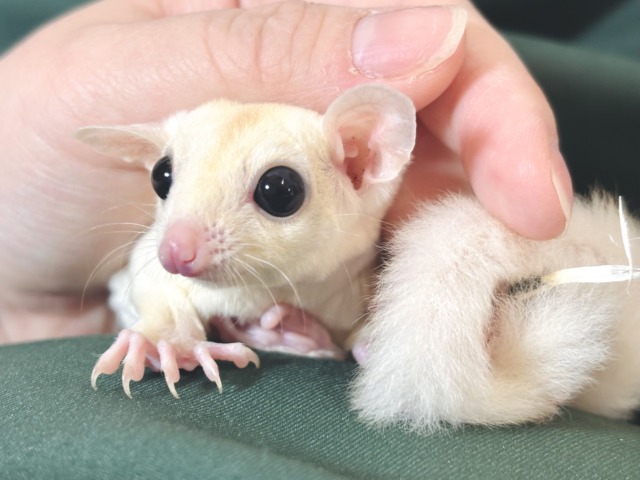 フクロモモンガ