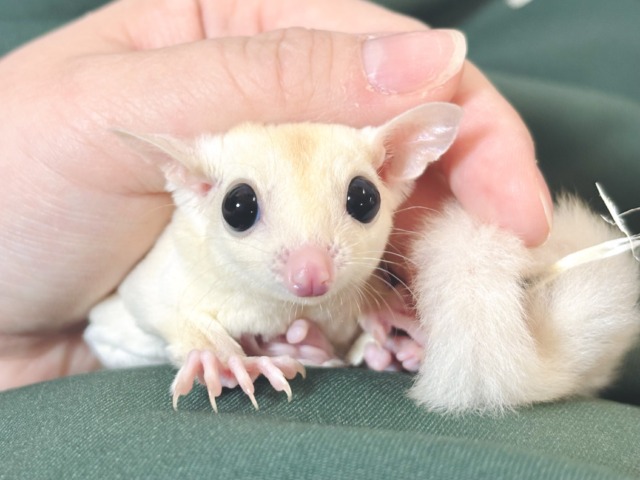 フクロモモンガ