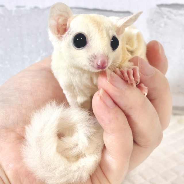 フクロモモンガ