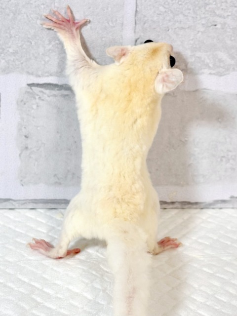 フクロモモンガ