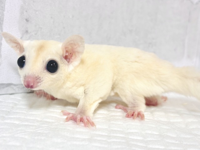 フクロモモンガ