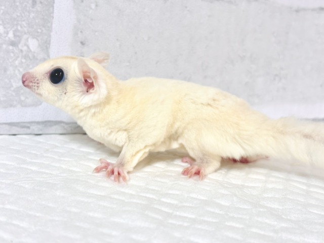 フクロモモンガ