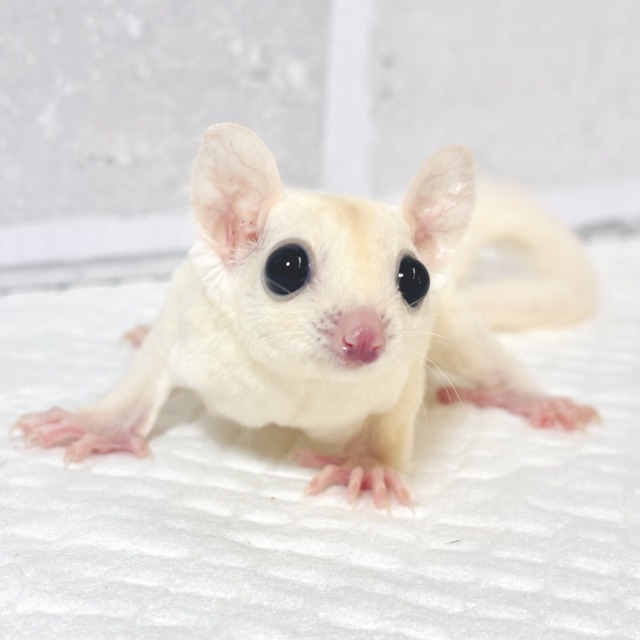 フクロモモンガ