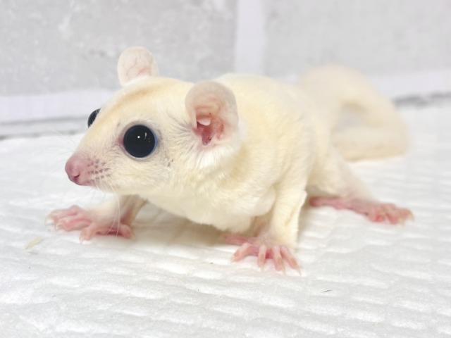 フクロモモンガ