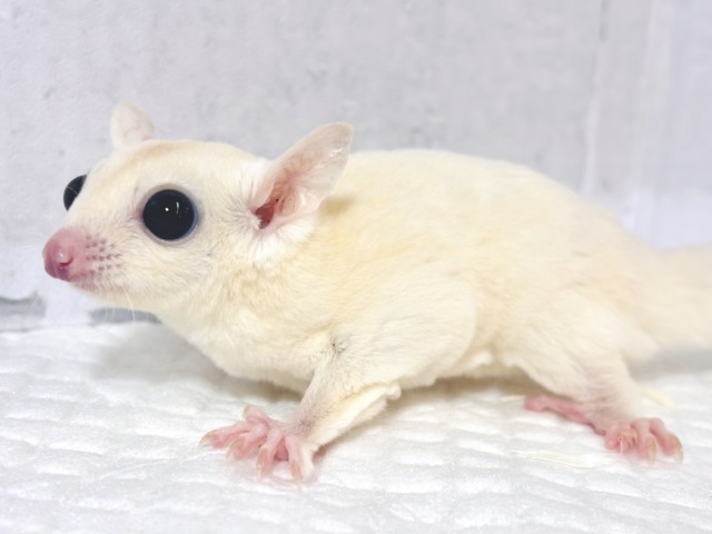 フクロモモンガ