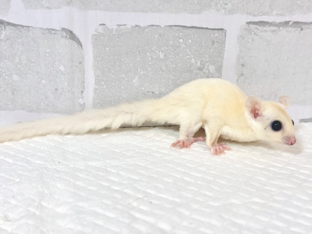 フクロモモンガ