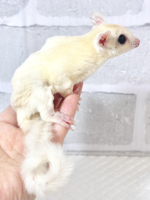 フクロモモンガ