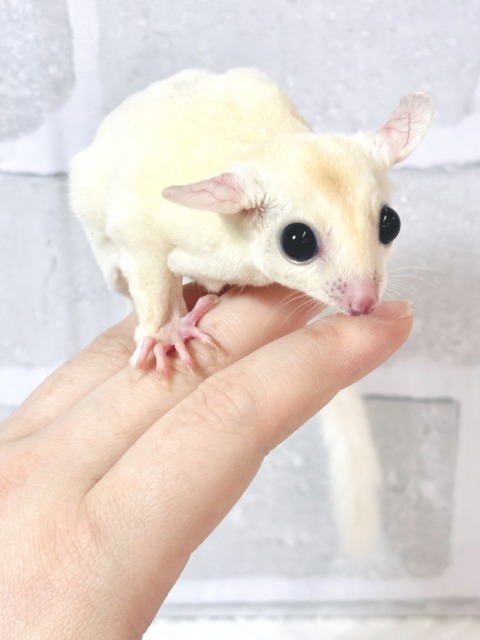 フクロモモンガ