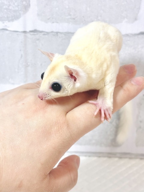 フクロモモンガ