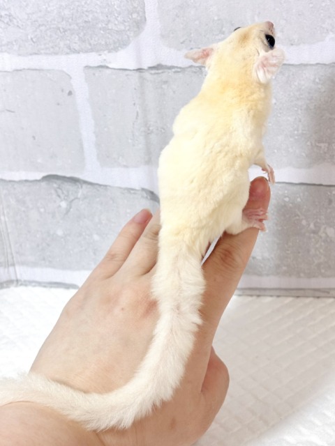 フクロモモンガ