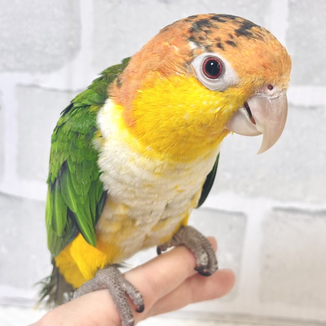シロハラインコ