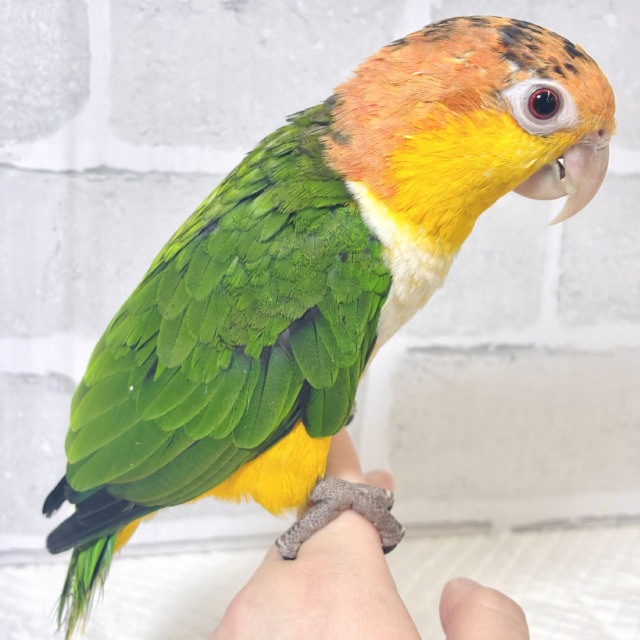 シロハラインコ
