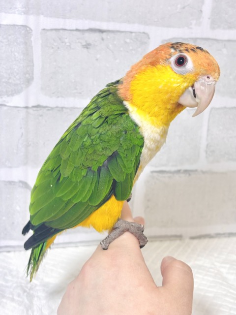 シロハラインコ