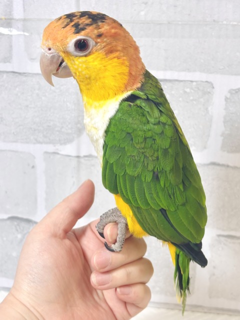 シロハラインコ