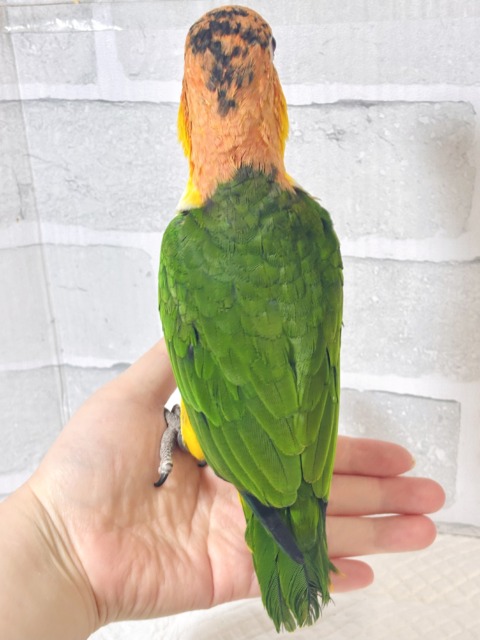 シロハラインコ