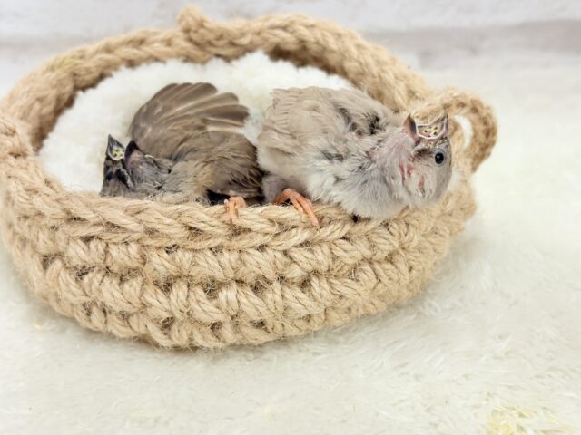 ジャンボキンカチョウ