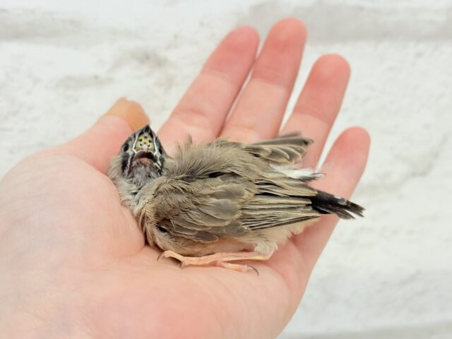 ジャンボキンカチョウ