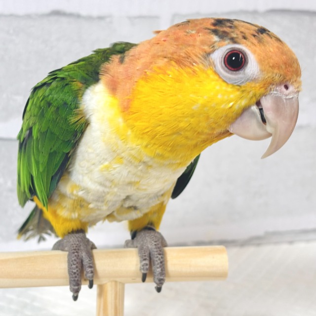 シロハラインコ