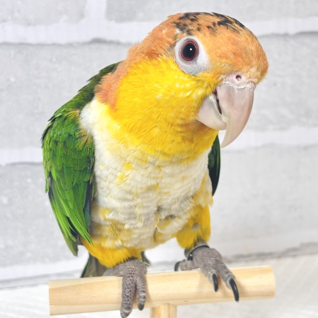 シロハラインコ