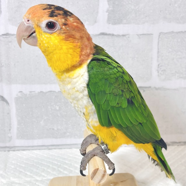 シロハラインコ