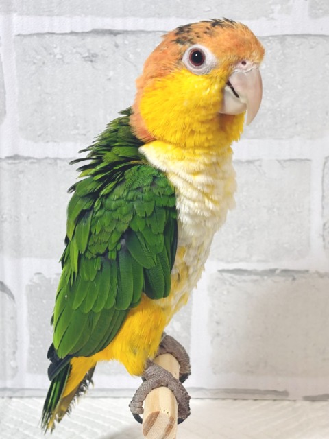 シロハラインコ