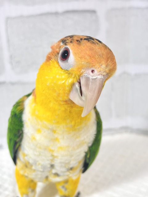 シロハラインコ
