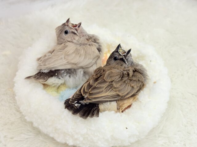 ジャンボキンカチョウ