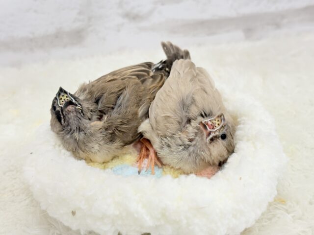 ジャンボキンカチョウ