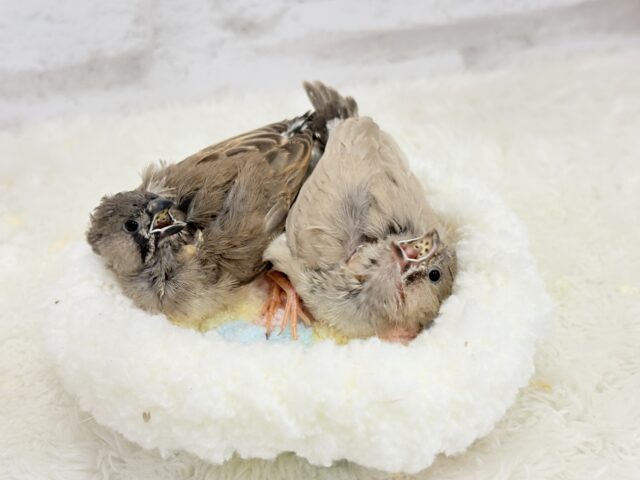 ジャンボキンカチョウ