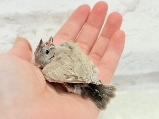 ジャンボキンカチョウ