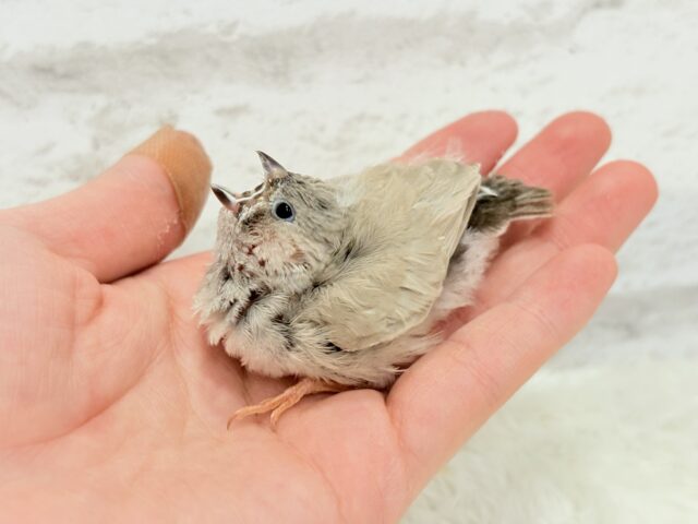 ジャンボキンカチョウ