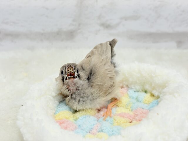 ジャンボキンカチョウ