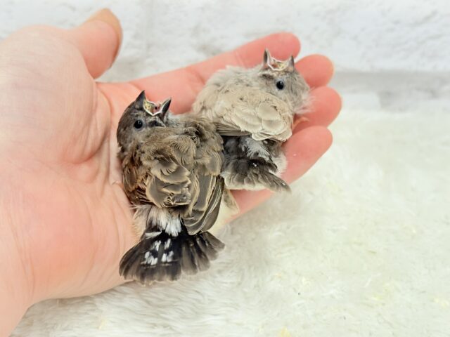 ジャンボキンカチョウ