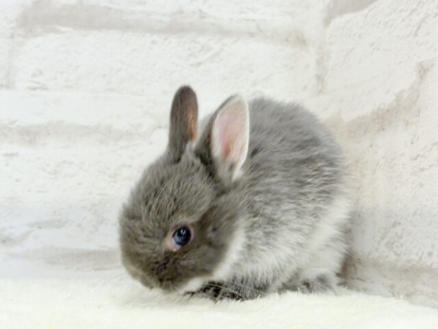 ネザーランドドワーフ