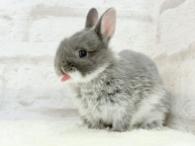 ネザーランドドワーフ