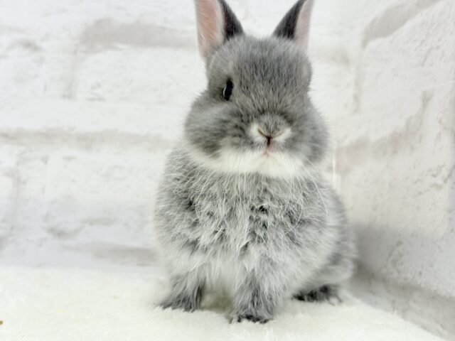 ネザーランドドワーフ