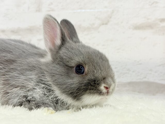 ネザーランドドワーフ