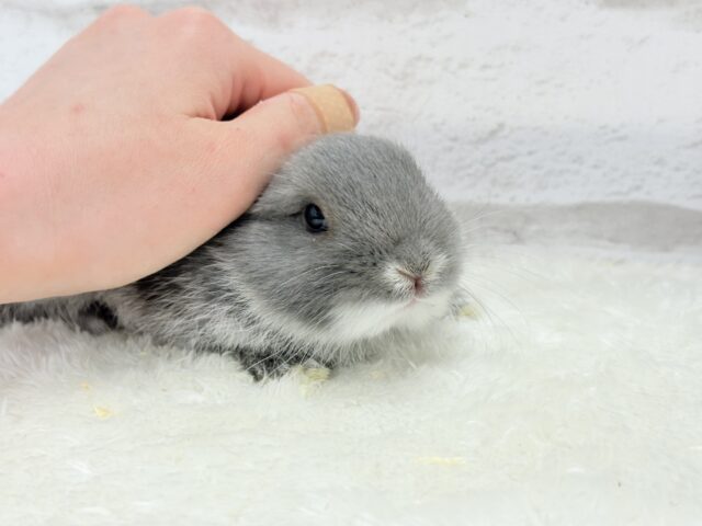 ネザーランドドワーフ