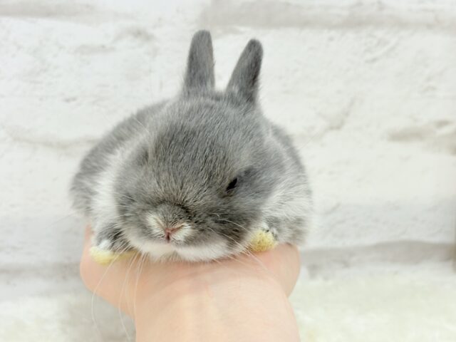 ネザーランドドワーフ