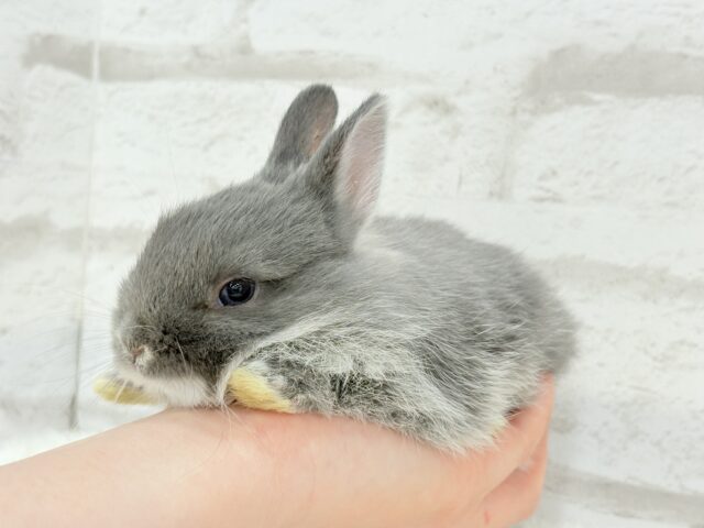 ネザーランドドワーフ